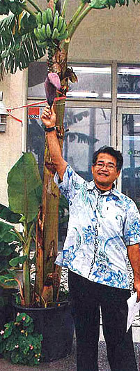 鉢植えでバナナが実った 沖縄移住生活始めました